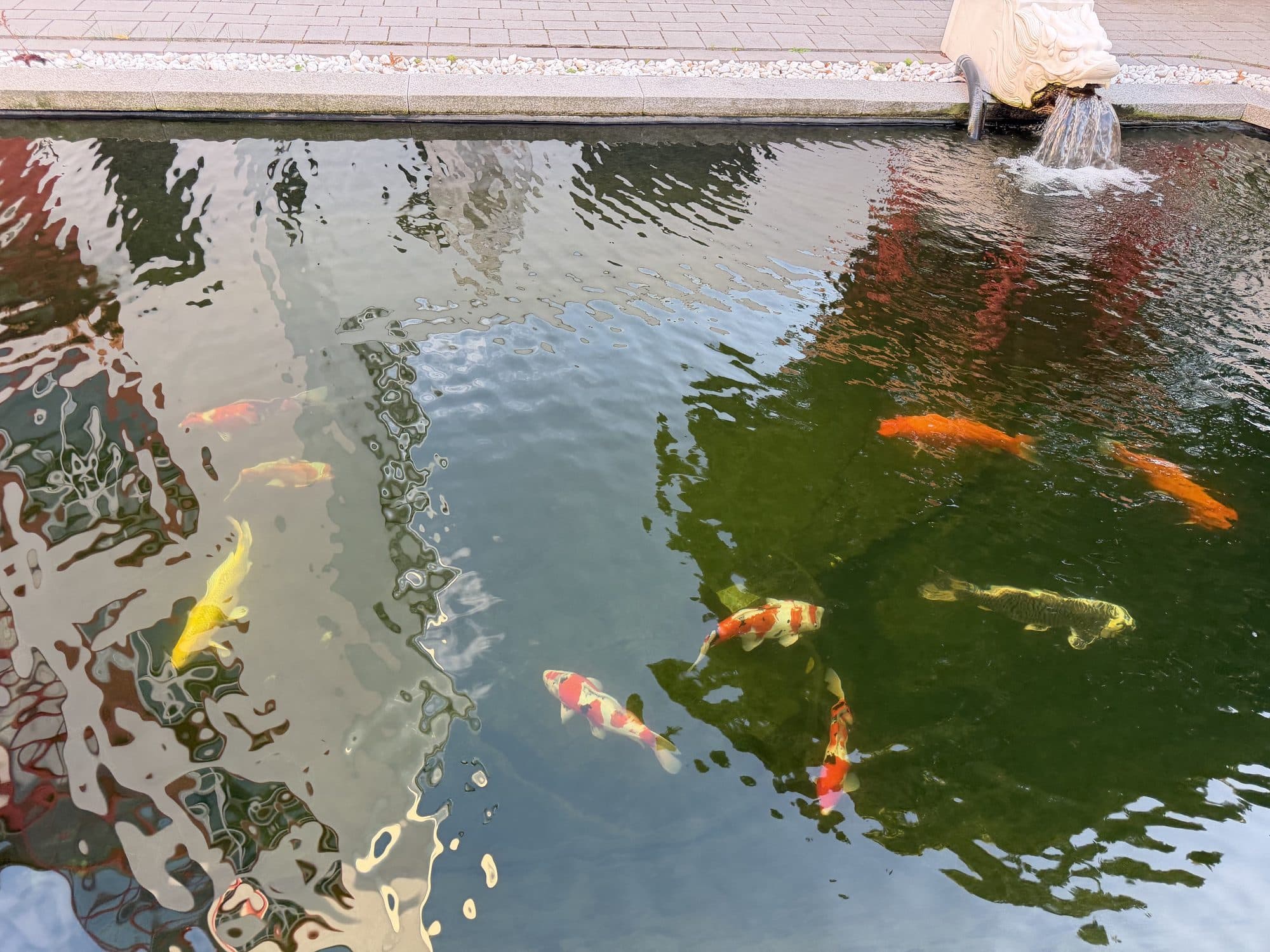Koiteich mit sprudelndem Drachenspeier und bunten Kois im klaren Wasser